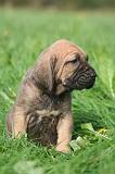 FILA BRASILEIRO 236